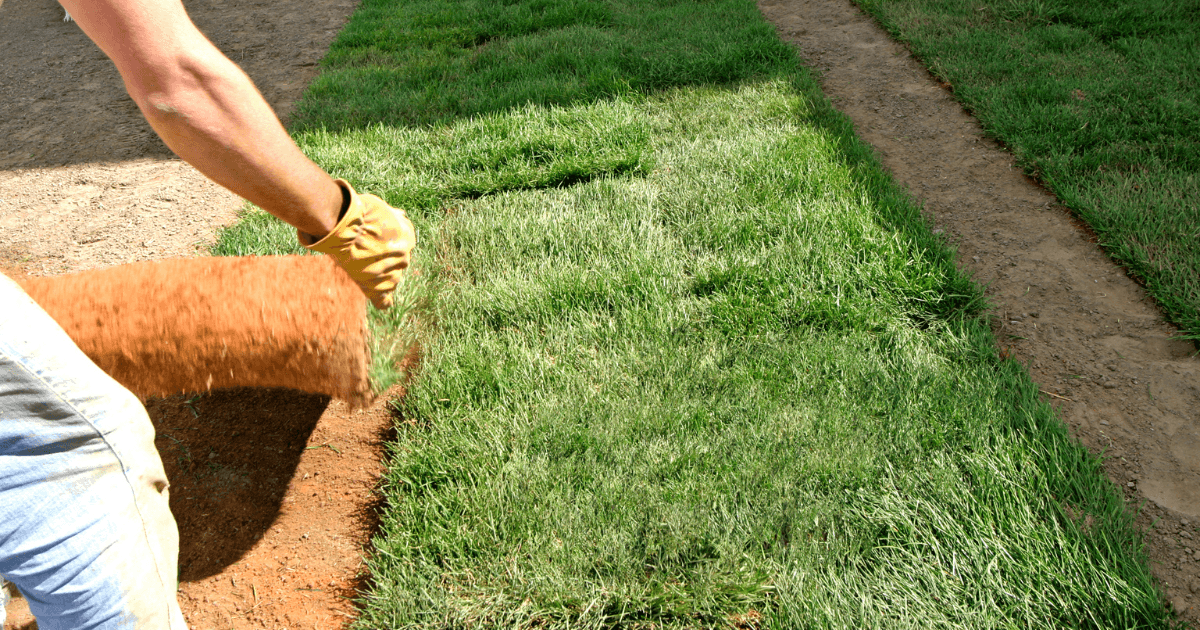 How to Protect Your Sewer Lines During Landscaping Projects