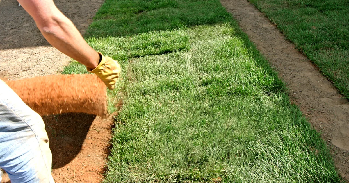 How to Protect Your Sewer Lines During Landscaping Projects